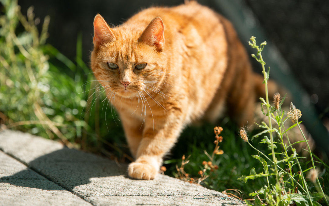 Tierheim Katze «Mango» keine Vermittlung Patentier