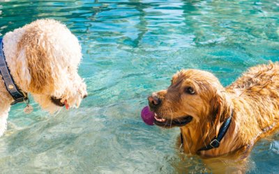 Ein Hundepool für die warmen Tage