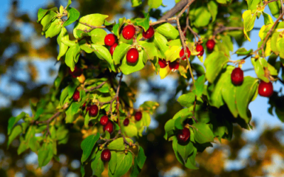 Unser Tierlibaum