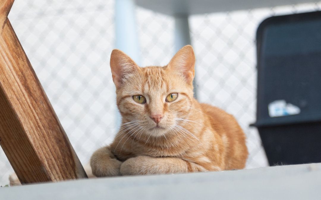 Orion und Otti – Freigänger Katzen