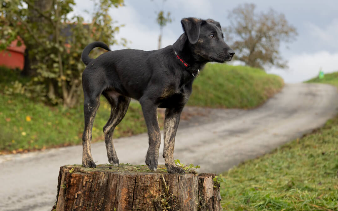 Buddy – im Probewohnen