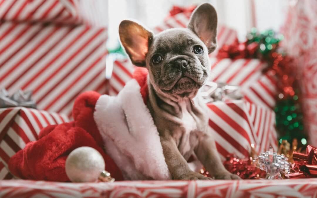 Tiere als Weihnachtsgeschenk