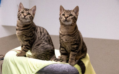 Elton und Ezio -Wohnungs-Katzen «Elenor und Ellen sind reserviert»