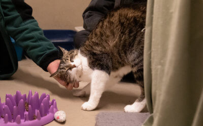 DRINGEND Pflegestelle gesucht Senioren Katze Bobby – Wohnungs- Katze – Patentiere