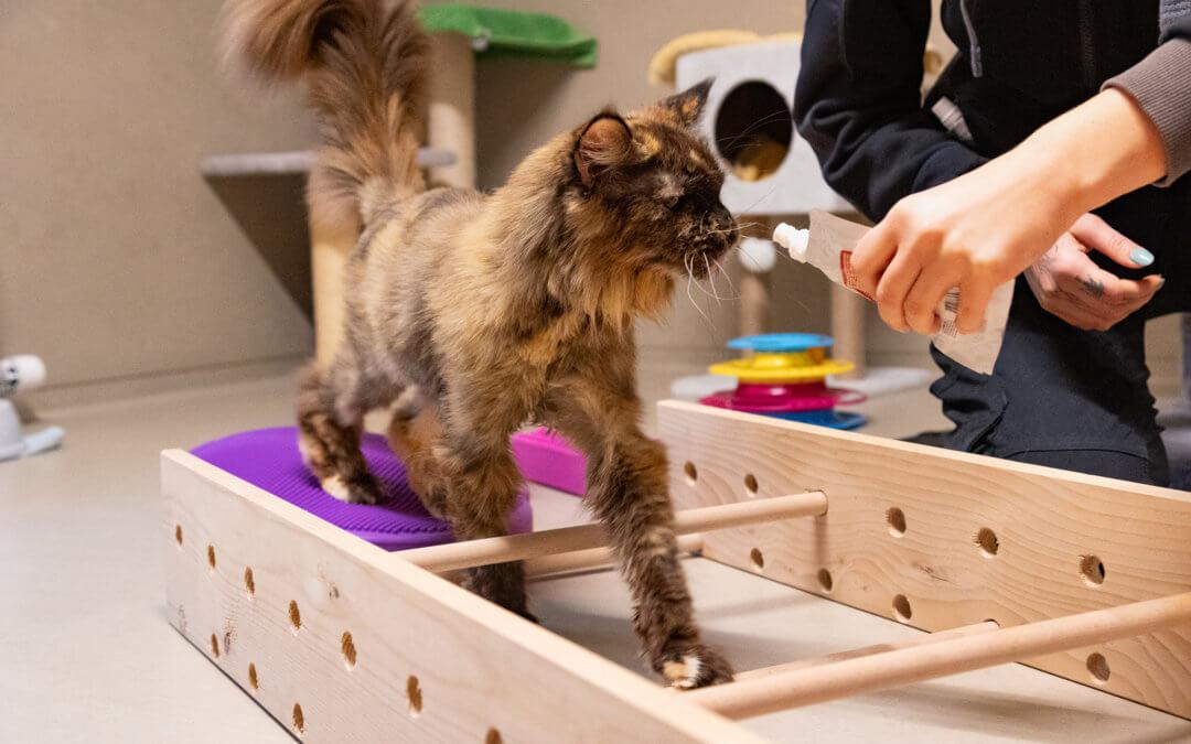 Dringend Pflegestelle gesucht Bonita – Wohnungs-Katze – Patentier – Tierheim Katze