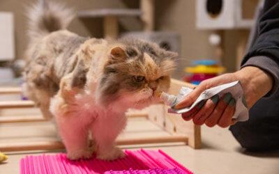 Tierheim Katze – Sunny – Wohnungs-Katze – Patentier – auf einer Pflegestelle