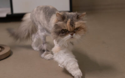 Tierheim Katze – Sunny-Wohnungs-Katze – auf einer Pflegestelle