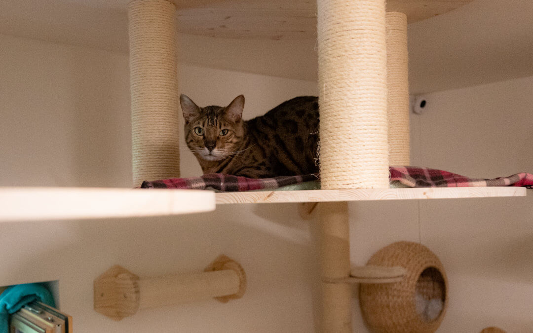 Mika-Wohnungs-Katze