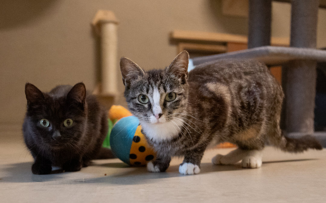 G – Wurf – Freigänger -Katzen