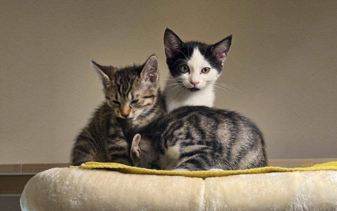 Katzenkinder – Freigänger Katzen