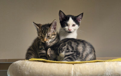 Katzenkinder – Freigänger Katzen