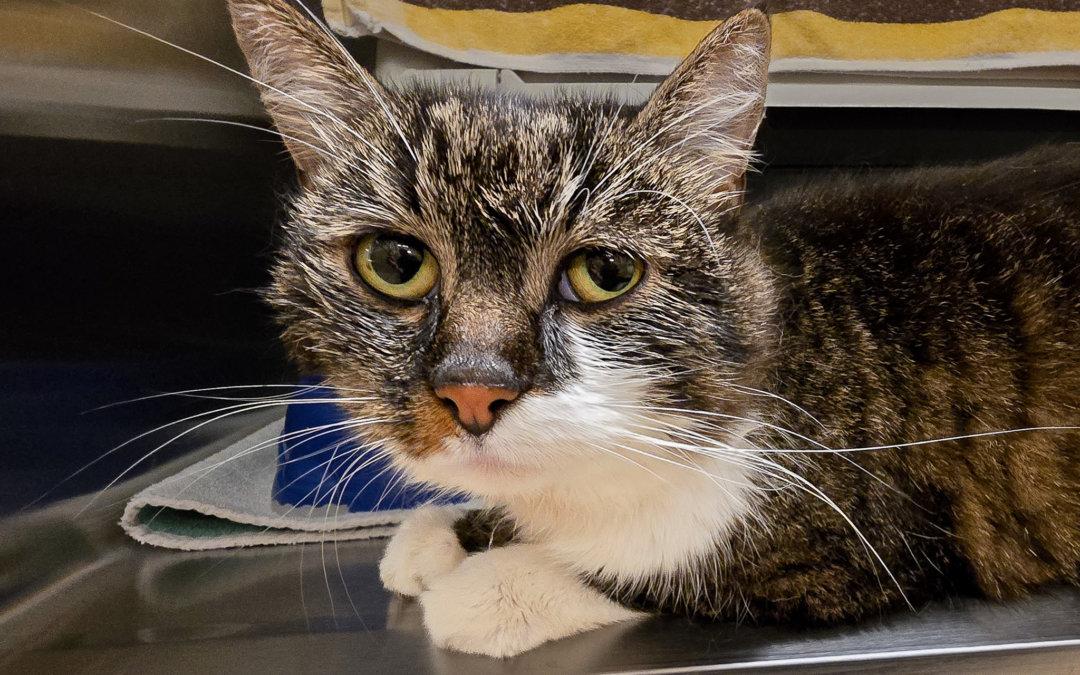 Findelkatze – Pauline (Name von uns)