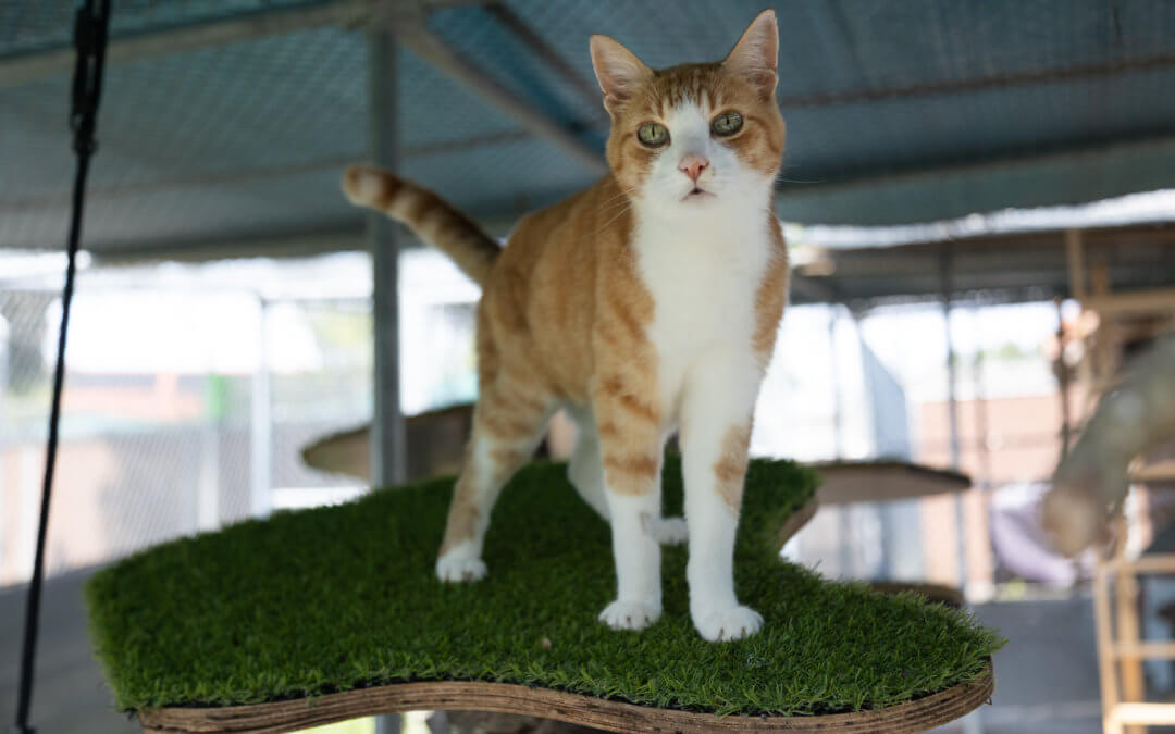 Tierheim Katze – Amy und Mikesch – Patentiere – Pflegestelle gesucht