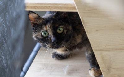 Tierheim Katze – Böhni – Wohnungskatze – Patentiere – Pflegestelle gesucht
