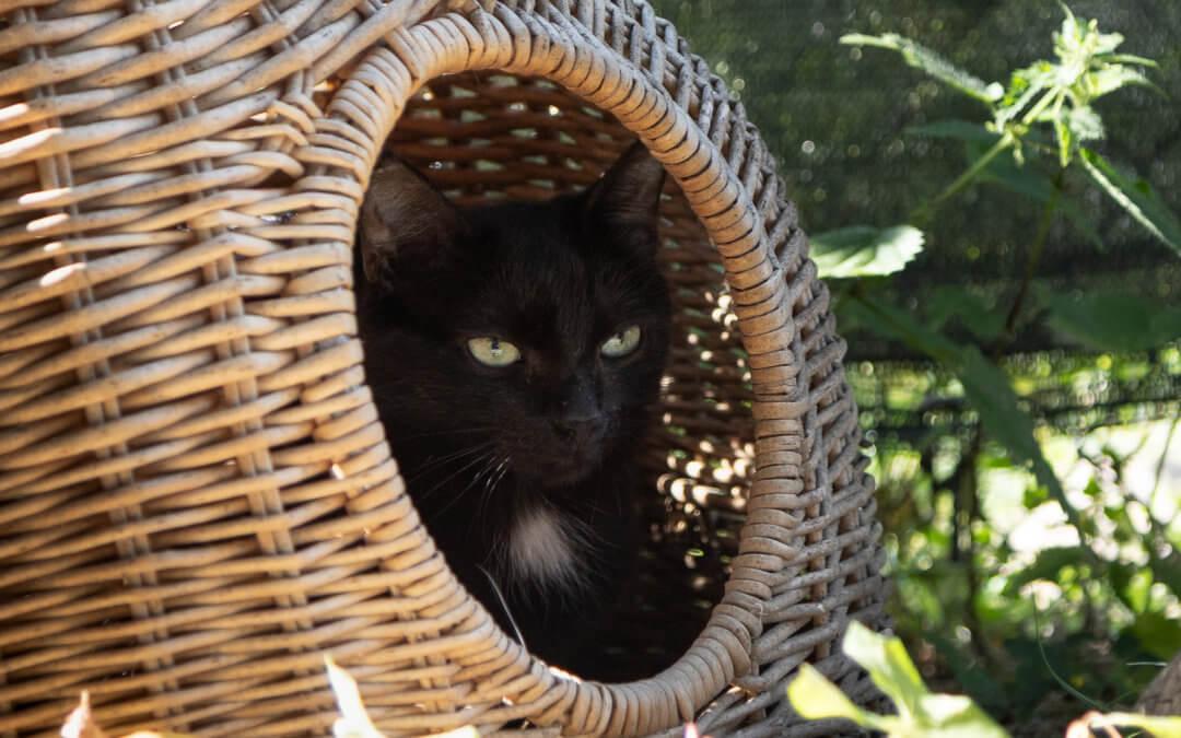 Gina und Gery – Freigänger Katzen