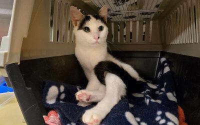 Ausgesetzte Kätzin – Suki (Name vom Tierheim)