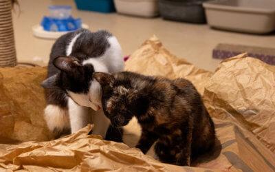 Katzenkinder – Freigänger Katzen