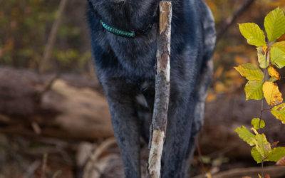 Maddox wartet seit zwei Jahren auf ein Zuhause