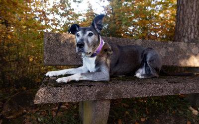 Safira Patentier-Tierheimhund