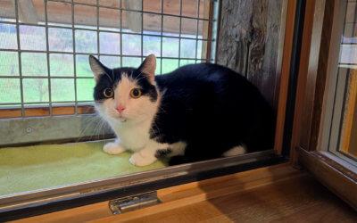 Sämi – Freigänger Katze