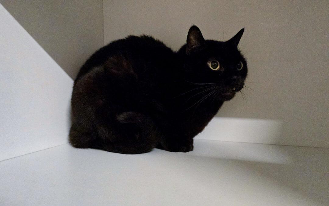 Schnurrli – Wohnungs-Katze