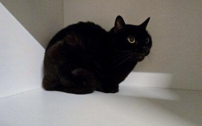 Schnurrli – Wohnungs-Katze