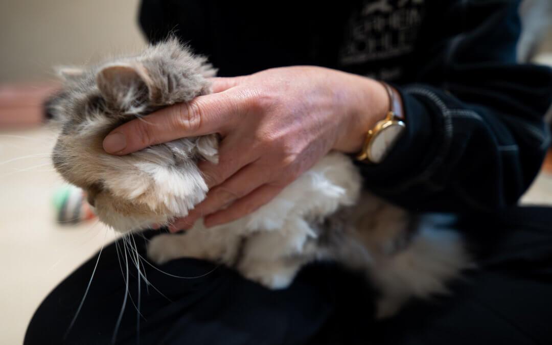 Osteopathie & Tiertherapie für Katzen, Hunde und Pferde