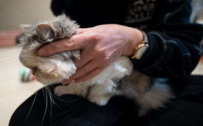 Osteopathie & Tiertherapie für Katzen, Hunde und Pferde