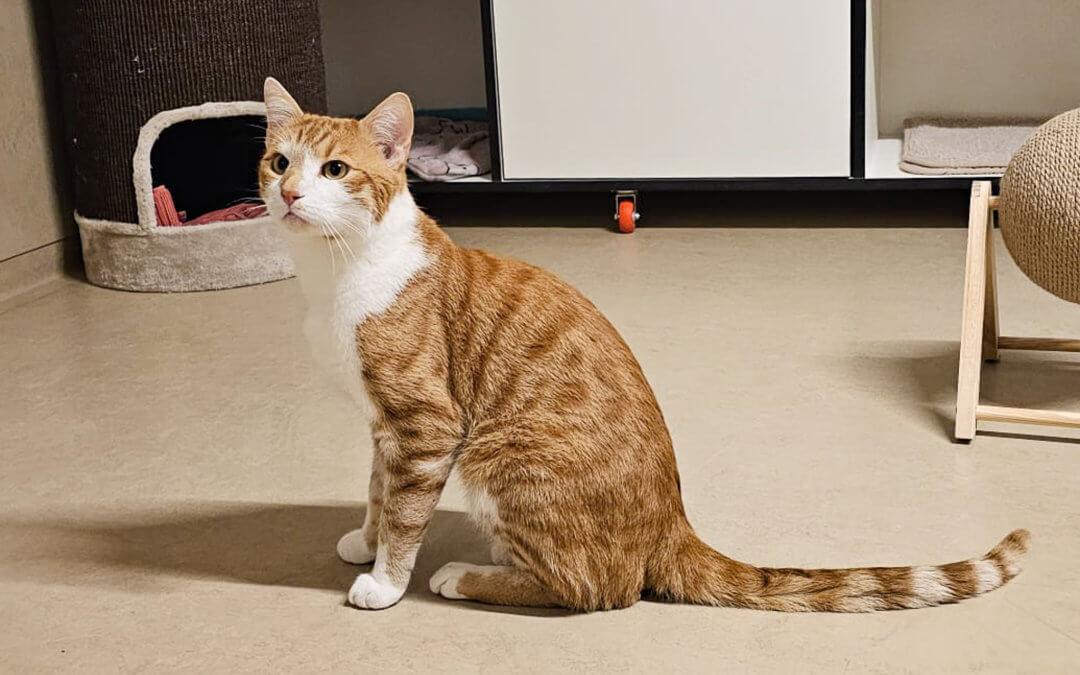 Garfield Freigängerkatzen