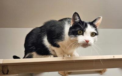 Sämi und Suki Freigängerkatzen