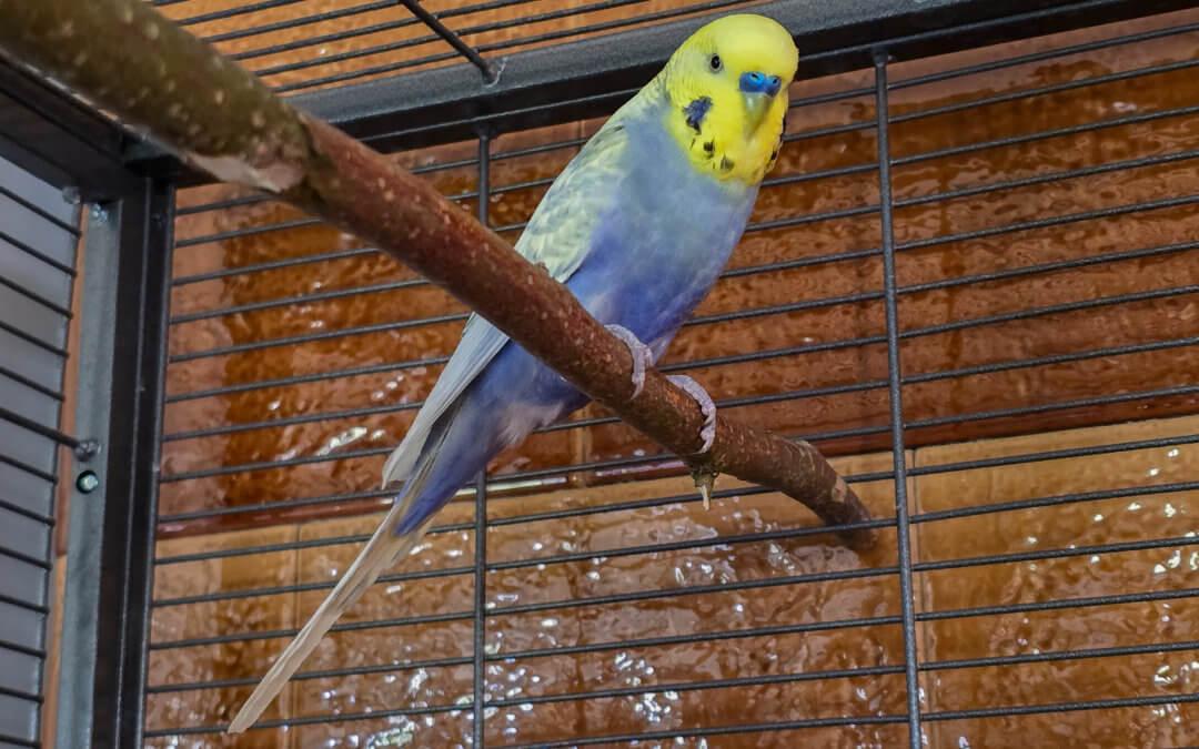 Diverse Wellensittiche