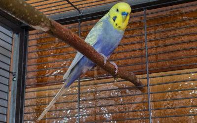 Diverse Wellensittiche