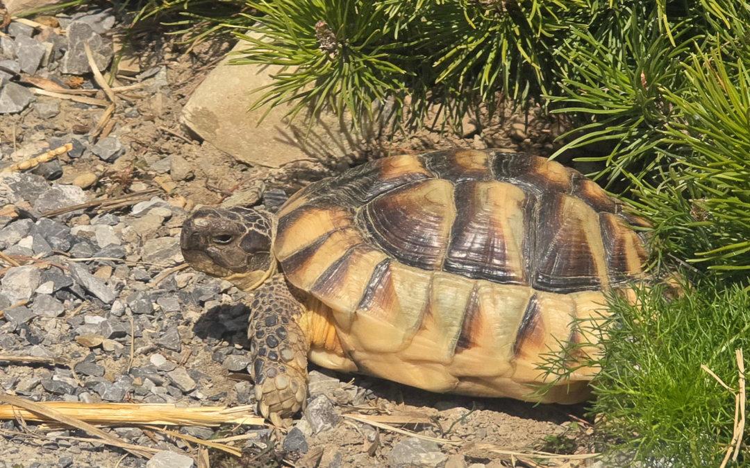Chip und Chep aus der Winterstarre erwacht