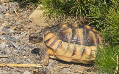 Chip und Chep aus der Winterstarre erwacht