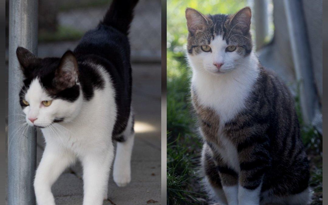 Halona und Icy Freigänger Katzen