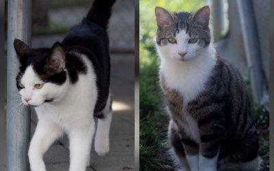 Halona und Icy Freigänger Katzen im Probewohnen