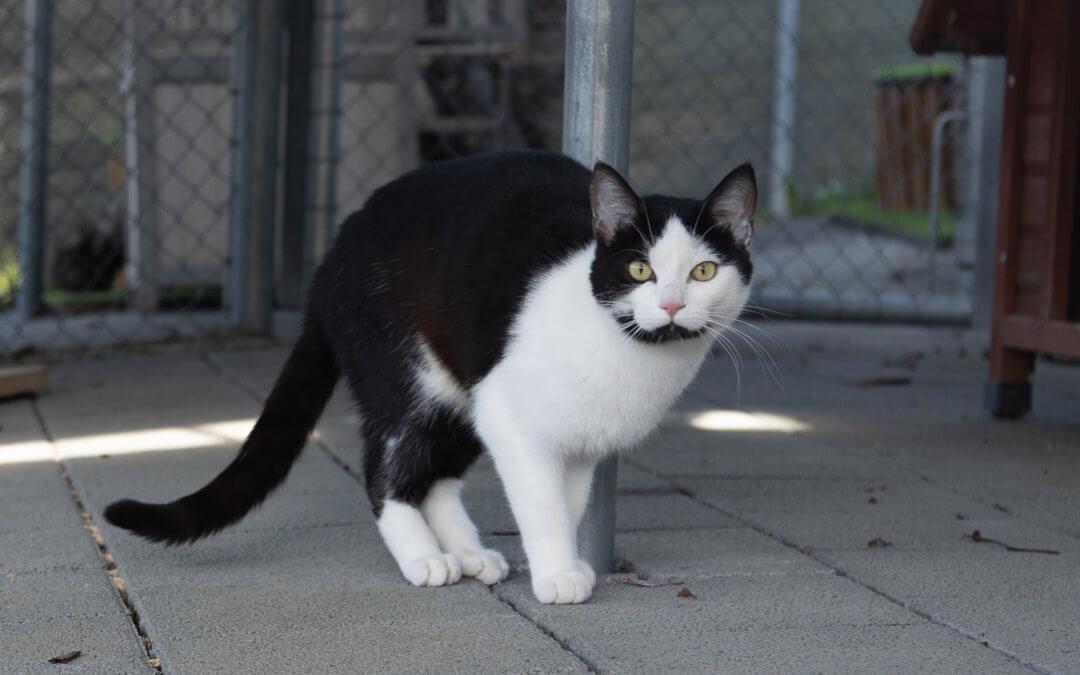 Halona und Icy Freigänger Katzen