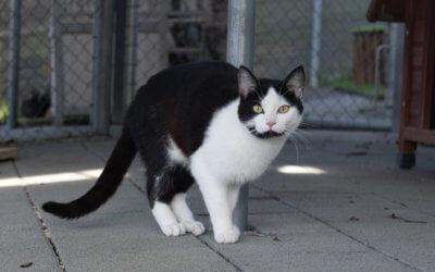 Halona und Icy Freigänger Katzen