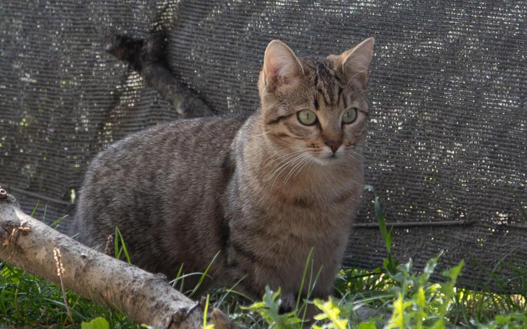 Larissa und Lena Freigänger Katzen
