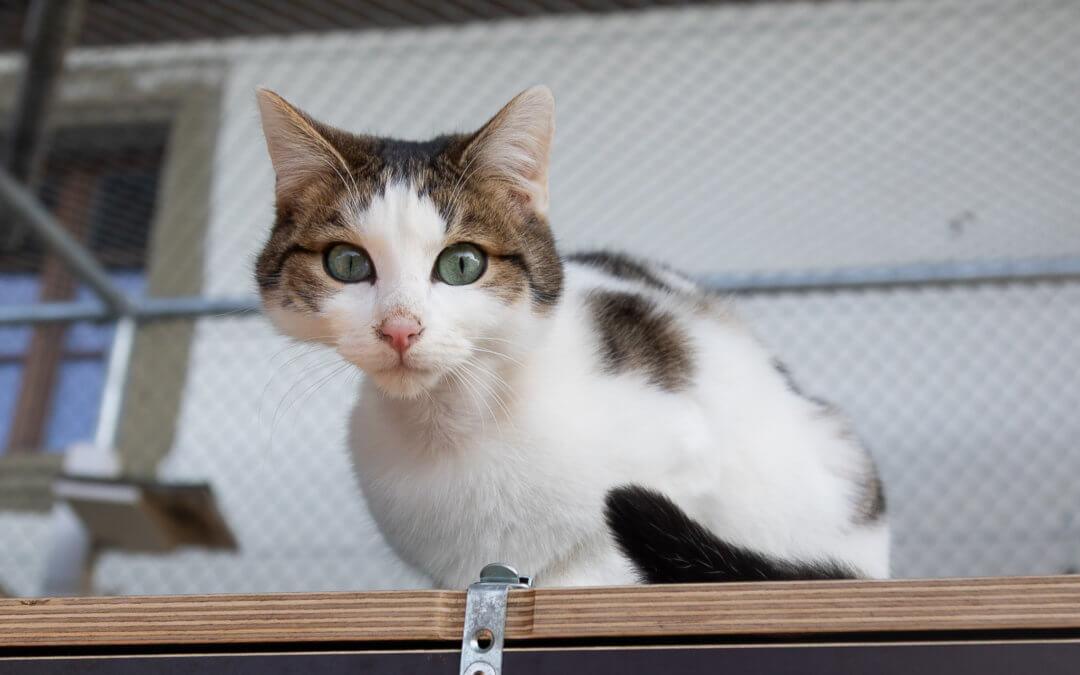 Lars und Layla Freigänger Katzen