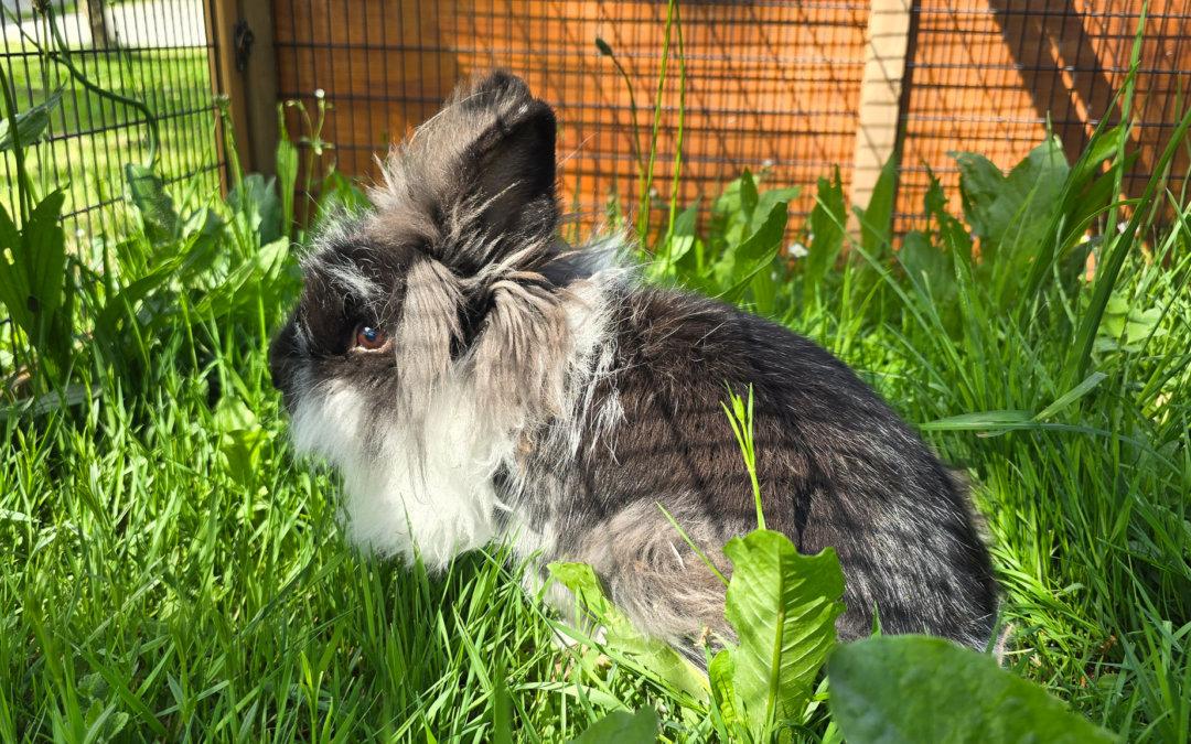 Cleo Findelkaninchen