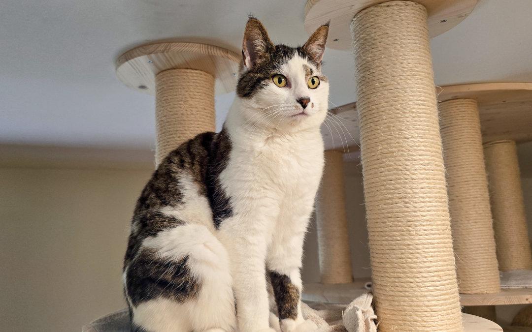 Winnie Freigänger Katze