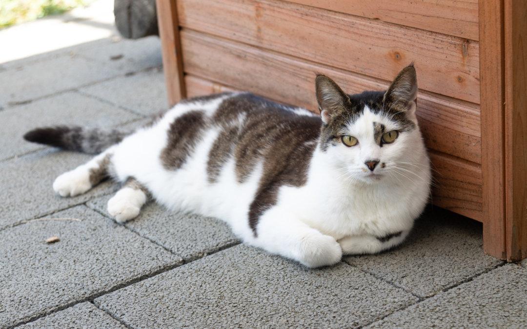 Winnie Freigänger Katze