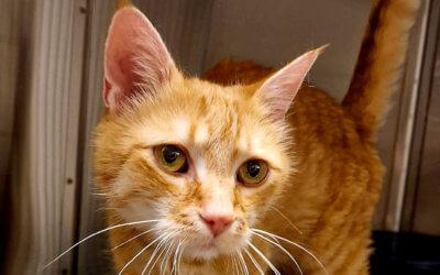 Tierheim Katze Whiskey auf einer Lebenslangen Pflegestelle