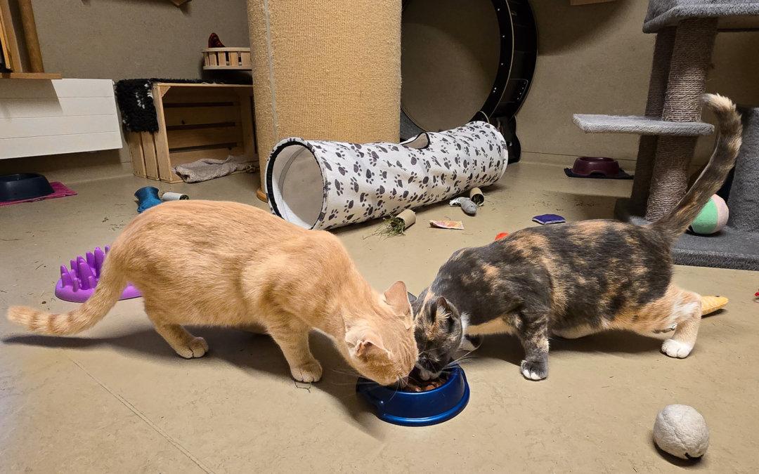 Elany und Elias Freigänger Katzen