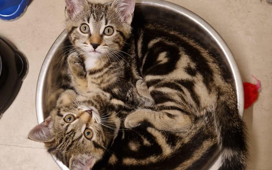 Kaia und Katie Freigänger Katzen