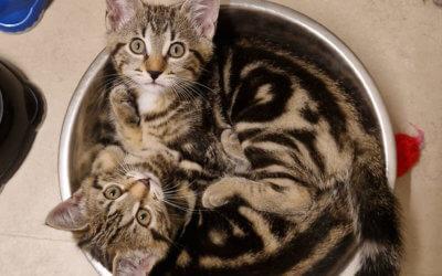 Kaia und Katie Freigänger Katzen im Probewohnen