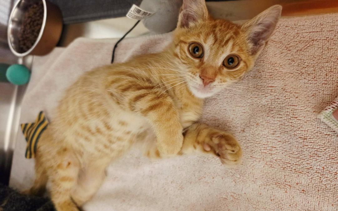 Malina Findelkatze vom 19.8.2026