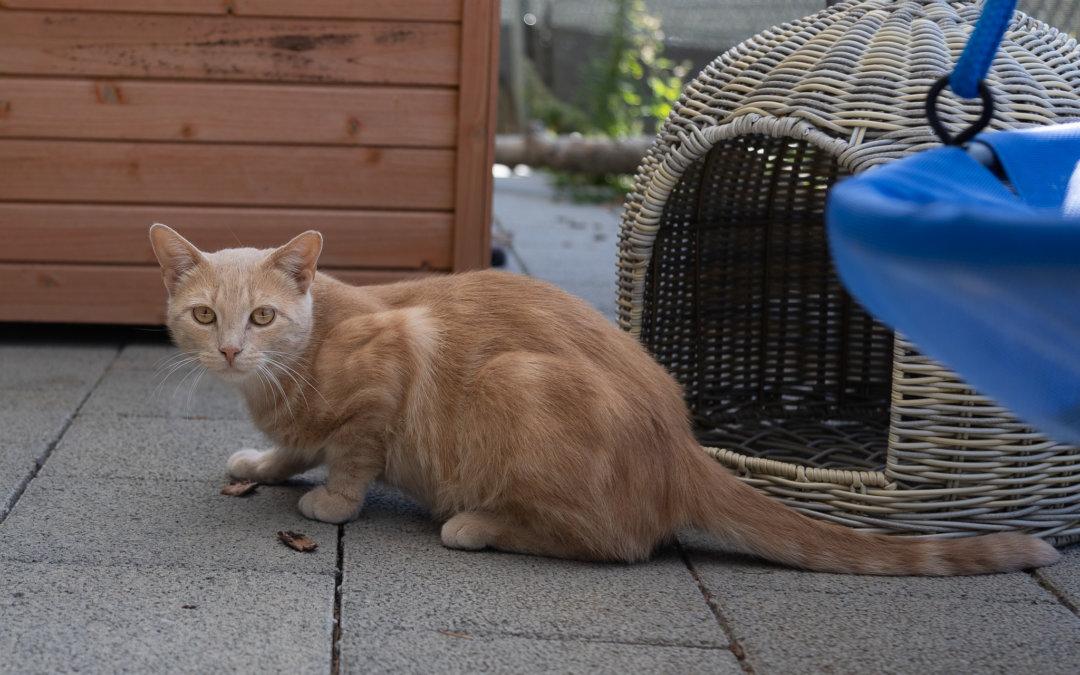 Elio Freigänger Katze