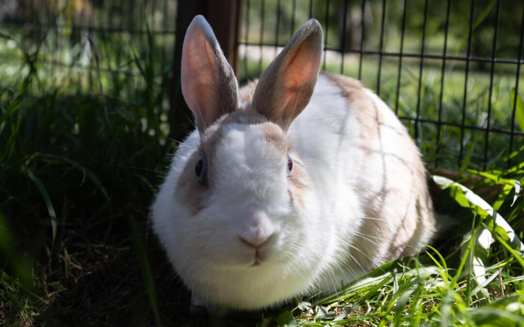 Lulu